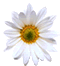 flower.gif (2527 bytes)